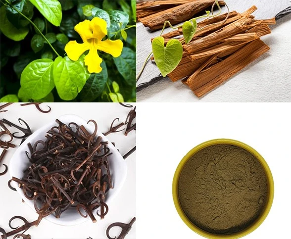 Description Of The Uncaria Tomentosa Plant And Its Cultivation-Uncaria Tomentosa Extract Description Of The Uncaria Tomentosa Plant And Its Cultivation-Uncaria Tomentosa Extract