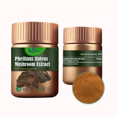 Phellinus Linteus qo'ziqorin ekstrakti