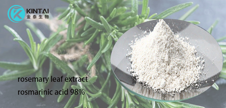 Rosemary Leaf Extract powder Rosemary Leaf Extract powder